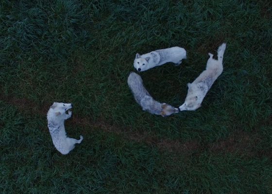 Four white-grey wolves on grass seen from above. One wolf looks up at the viewer.