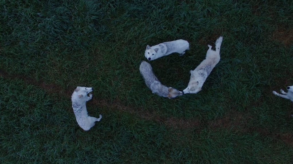 Four white-grey wolves on grass seen from above. One wolf looks up at the viewer.